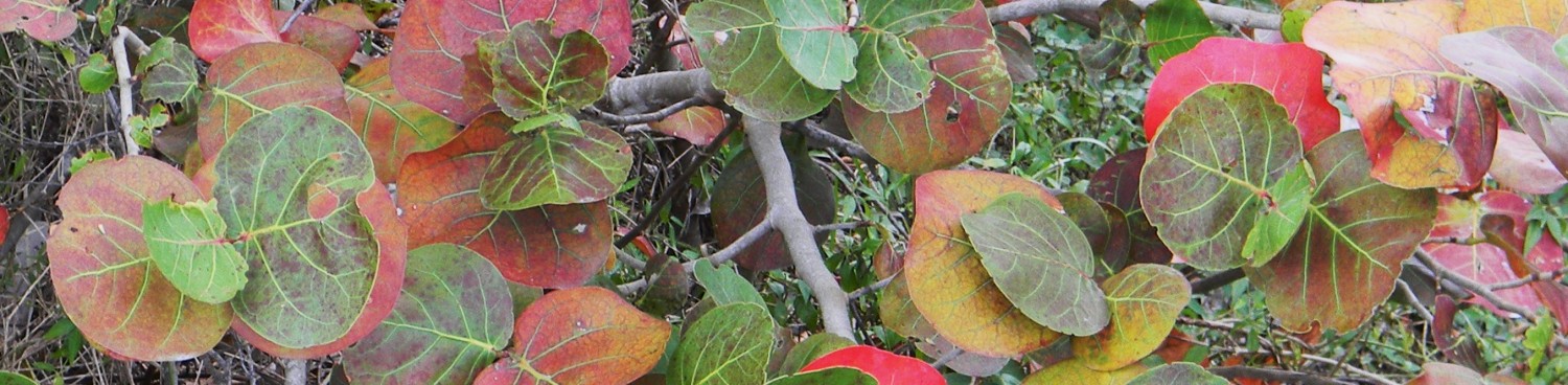 South Florida Trees