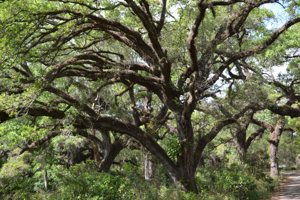 Live Oak | South Florida Trees