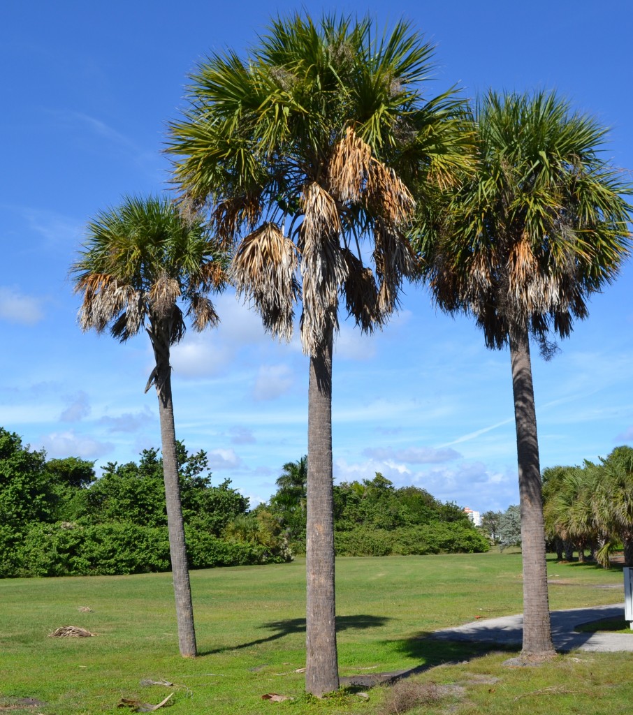 Collection 92+ Images types of palm trees in florida with pictures Latest